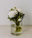 Glass ice cream jar/vase