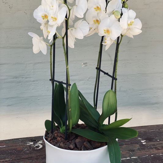 Trend-ings Orchid Pot Plant with two orchids in a ceramic bianca bowl